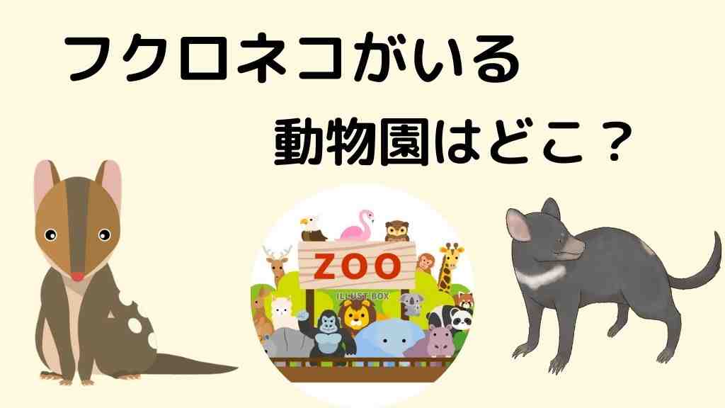 フクロネコがいる動物園はどこ？日本でも見られる？生態や特徴も調査！
